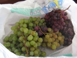 IMG_2208